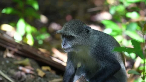 Young Blue monkey eating tree leaf at the Jozani Forest of Zanzibar Island Stock-Footage 224660496