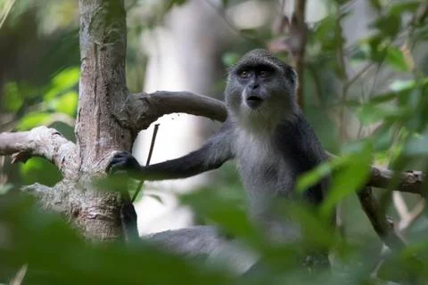 Young blue monkey or diademed monkey who sits on a branch in the Zanzibar jun Stock Photos