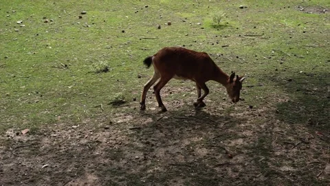 Young blue ram Видео 160247545