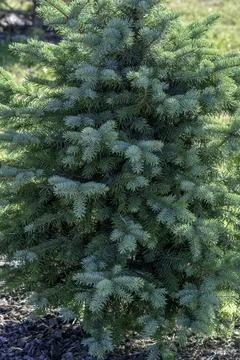 Young blue spruce close up Stock Photos