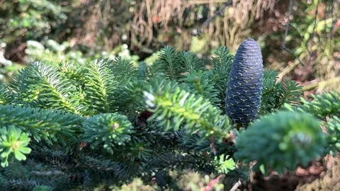 Young Blue Spruce Cone Swaying in Wind  Christmas Holiday Nature Background Stock Footage 337156101