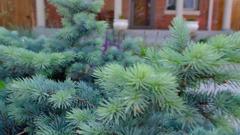 Young blue spruce tree sidewalk Stock Footage 239876441