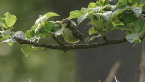Young blue tit begs Stock Footage 205519091