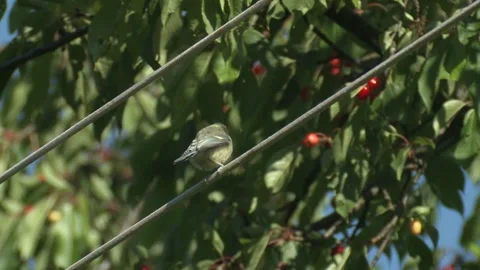 Young blue tit in a cherry tree Stock Footage 205519176