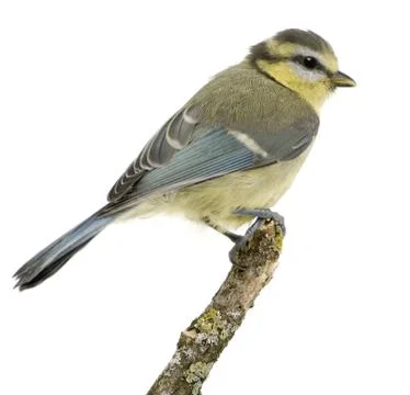 Young Blue Tit, Cyanistes caeruleus, 45 days old, perched in tree in front of wh Stock Photos