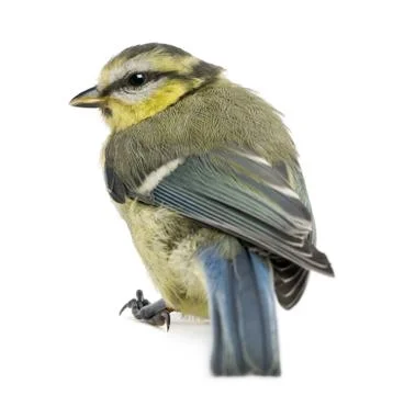 Young Blue Tit, Cyanistes caeruleus, in front of white background Stock Photos