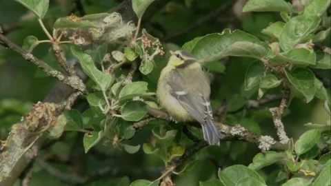 Young blue tit pecks at old blossom Stock Footage 205519168