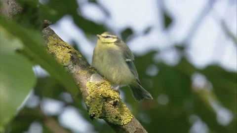 Young blue tit on a tree Stock Footage 205519131