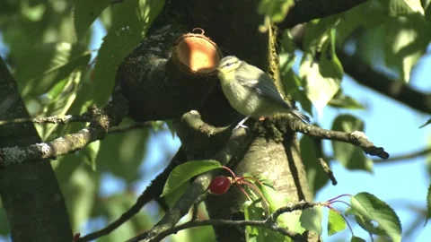 Young blue tit on a tree Stock Footage 205519212
