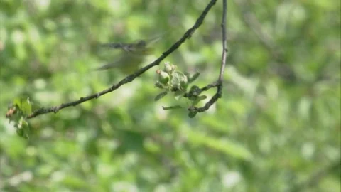 Young blue tits begging Stock Footage 205519049