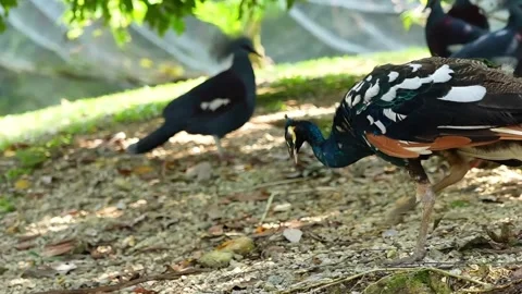 Young Blue White Peacock Walking, Wild, Wide Shot Vídeo Stock 334296862
