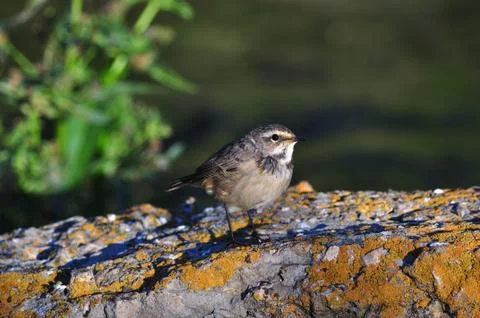 A young bluethroat sits on a concrete structure covered with lichen. Stock Photos