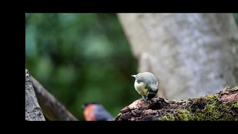 Young Bluetit feeding Stock Footage 311156659