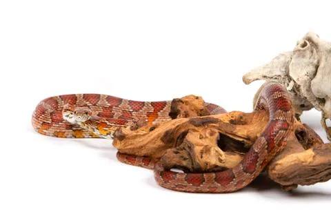 Young boa constrictor on a white background. Stock Photos