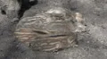 Young boar babies group sleeping together sunny ground HD Footage