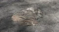 Young boar babies group sleeping on sandy ground HD Footage