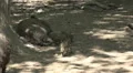 Young boar following wild boar mother under tree shadow HD Footage