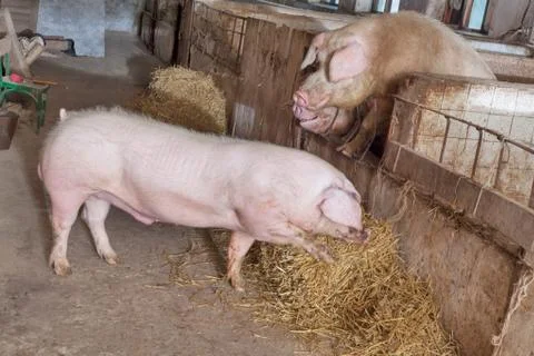 Young boar Foto stock