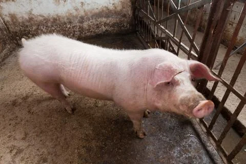 Young boar Stock Photos