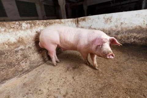 Young boar Stock Photos