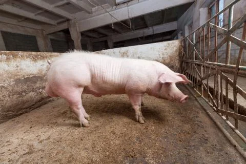 Young boar Stock Photos