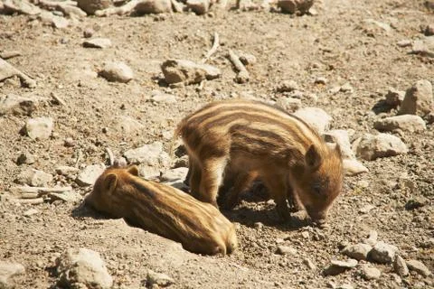 Young boar Stock Photos