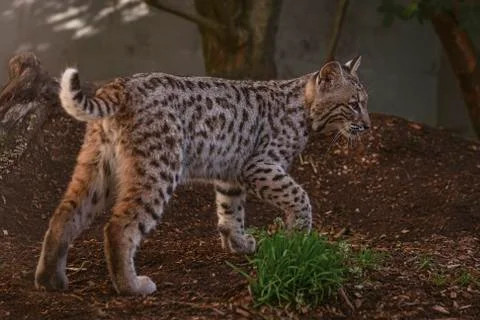 Young Bob Cat in captivity -  at 4 months old this wild cat shows his distinc Stock Photos