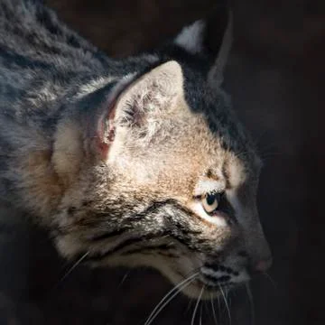 Young bobcat in captivity - close up Stock Photos
