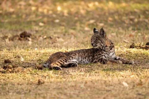 Young Bobcat Rests In Grassy Patch Foto stock