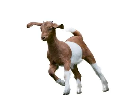 Young boer goat Stock Photos