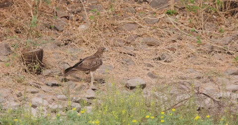 Young Bonelli's eagle perched on rocks, Stock Footage 335384563