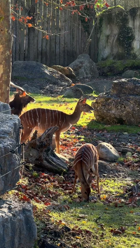 Young bongo antelope family feeding European zoo Видео 299351753