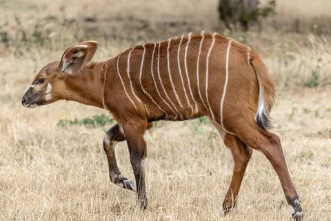 Young Bongo Antelope Walking Through Grassland 库存照片