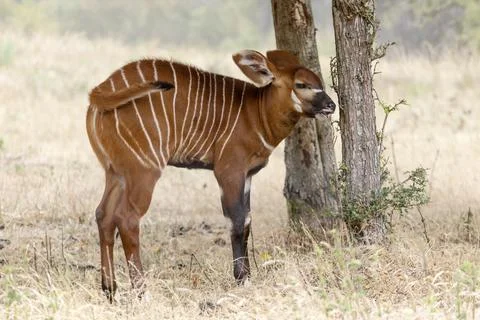 Young Bongo Antelope Walking Through Grassland Stock Photos