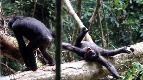 Young bonobos play on a log in the rainforest (1) Stock Footage