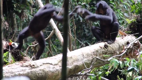 Young bonobos play on a log in the rainforest (3) Video stock 99601651