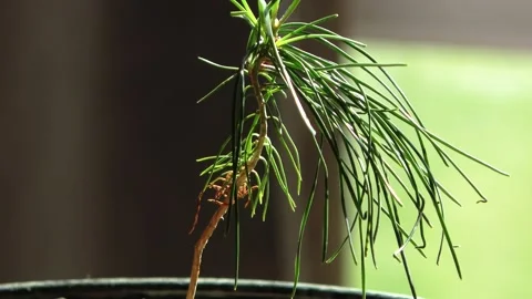 Young bonsai tree small plant 動画素材 319427296
