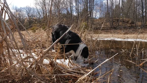 Young Border Collie Dog drinking water from pond on a farm 1 Stock Footage 88823182