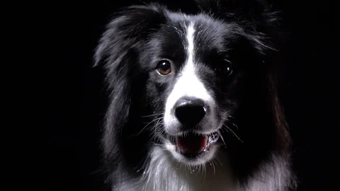 Young border collie dog is sitting and looking around, close up 動画素材 104398046