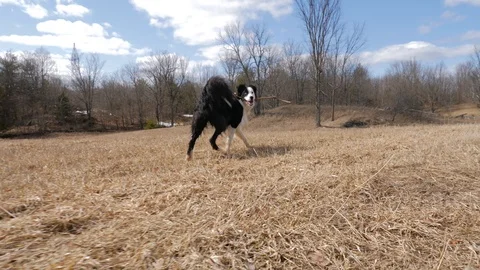 Young Border Collie dog with stick running on grass 3 Stock Footage 88823219