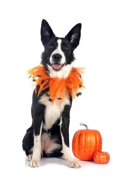 Young border collie Stock Photos