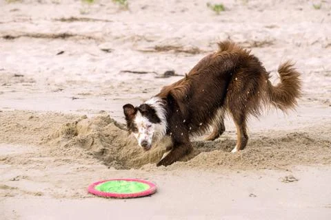 Young Border Collie Playing Stock Photos