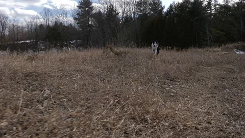 Young Border Collie running fast towards camera 1 Vídeo Stock 88823246