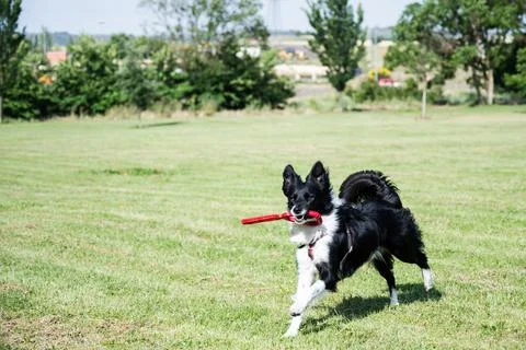 Young Border Collie running through the park with a toy in his mouth. Dog Stock Photos