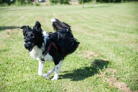 Young Border Collie running through the park with a toy in his mouth. Dog Stock Photos