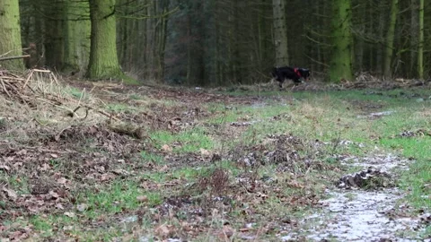 A young border collie runs away, searches, finds the ball and comes back Stock Footage 262266997
