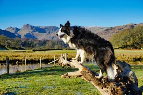 A young Border Collie sitting on a tree stump Stock Photos