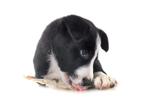 Young border collie in studio 스톡 사진