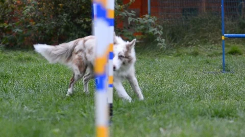 Young border collie training Stock Footage 90337555