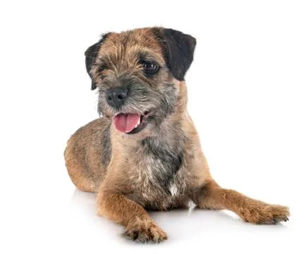 Young border terrier Stock Photos